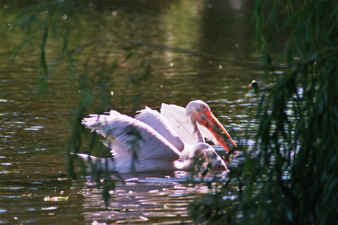 Pelikany w St. James Park