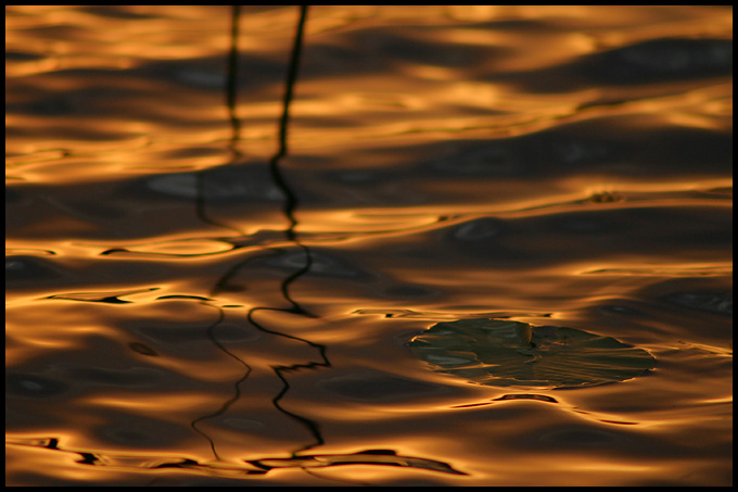 Złote refleksy...