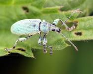 Naliściak srebrniak [łac. Phyllobius (Dieletus) argentatus] ...