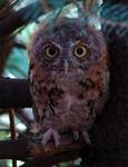 Eastern screech-owl (Otus asio) - red morph