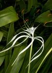 Spider Lily  -  dance