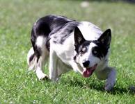 Border Collie - atak