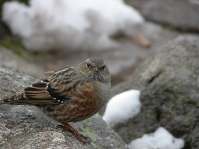 prawie jak orzel