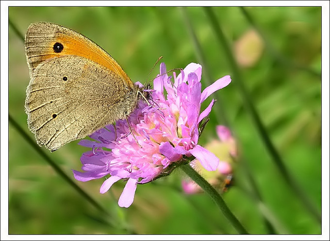 Motyl