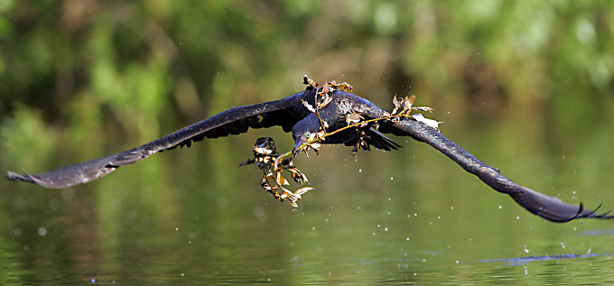 kormoran