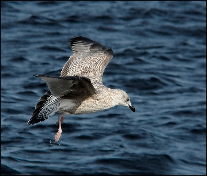 Mewa siodłata (Larus marinus)...