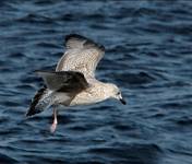 Mewa siodłata (Larus marinus)...