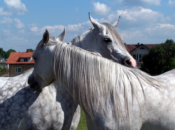 czułość