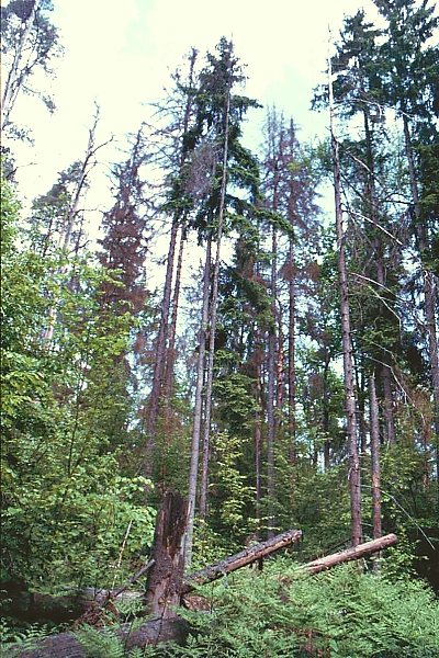 Puszcza Bialowieska II - naturally dying spruces