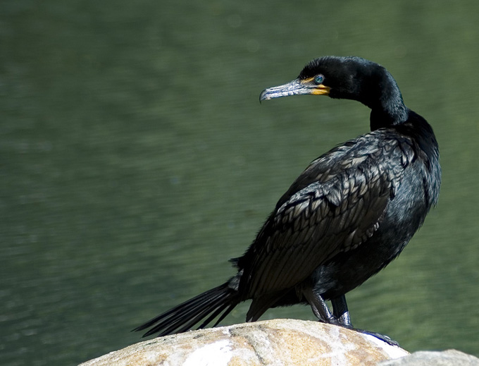 Kormoran