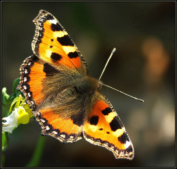 Rusałka pokrzywnik (Aglais urticae)