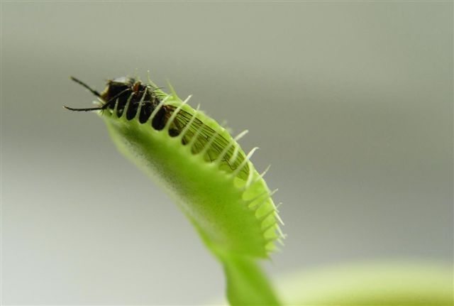 Dionaea muscipula