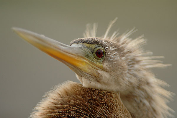 Anhinga