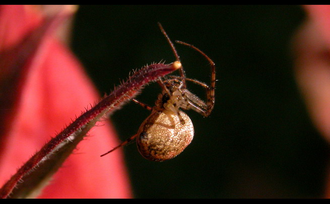 Autumn spider