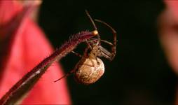 Autumn spider