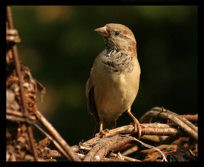 wrobelek