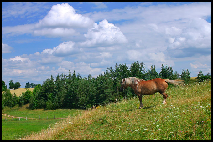 Konik :)