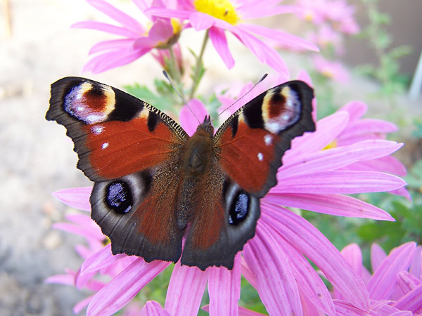 Motyl