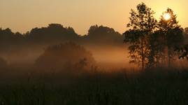 Białowieża