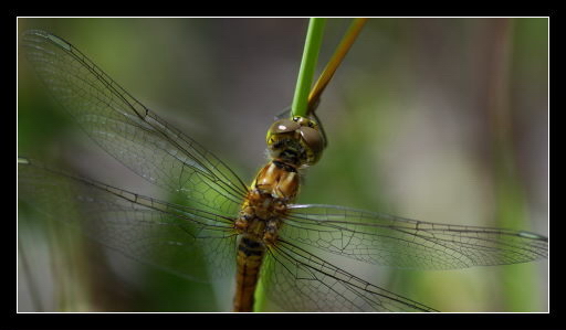 WAŻKA ODONATA