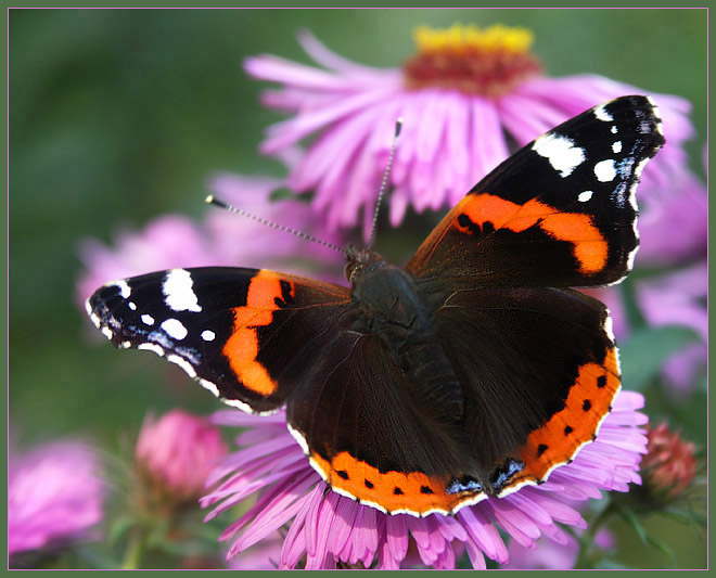 Rusałka admirał (Vanessa atalanta)