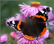 Rusałka admirał (Vanessa atalanta)