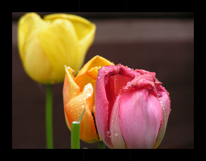 tulips....don&#039t cry...