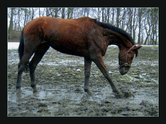 Błotniak