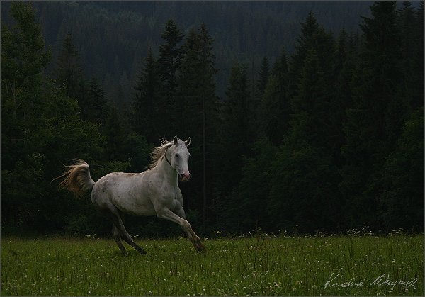 ...Miał skrzydła lecz mu odfrunęły, do ciepłych krajów - tam gdzie jasno, zostało po nich puste miejsce... I coraz trudniej bedzie zasnac ... " SDM