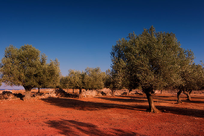 rodos