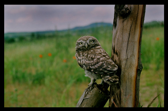 pojdzka (Athene noctua)