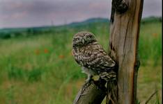 pojdzka (Athene noctua)