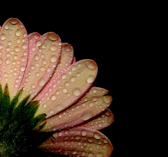 gerbera