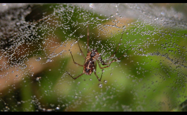 Autumn spider II