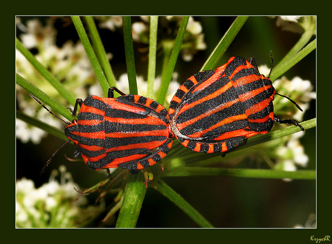 Strojnica baldaszkówka (Graphosoma lineatum) 10D, Tamron 90 Makro