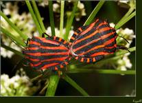 Strojnica baldaszkówka (Graphosoma lineatum) 10D, Tamron 90 Makro