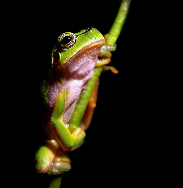 Hyla arborea