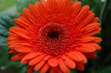 GERBERA :)