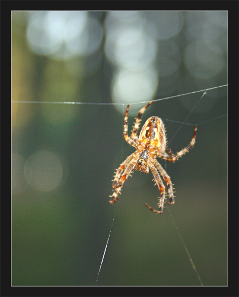 Spiderman is having me for dinner tonight...