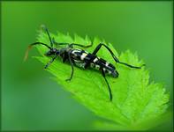 Zmrosznik podobny (Leptura annularis)