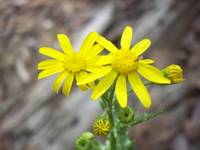 Flower on the wind