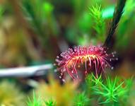 Drosera rotundifolia