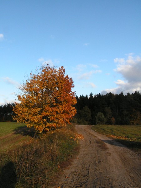 Złota jesień