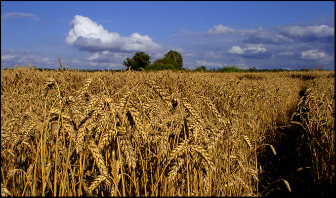 ścieżka..