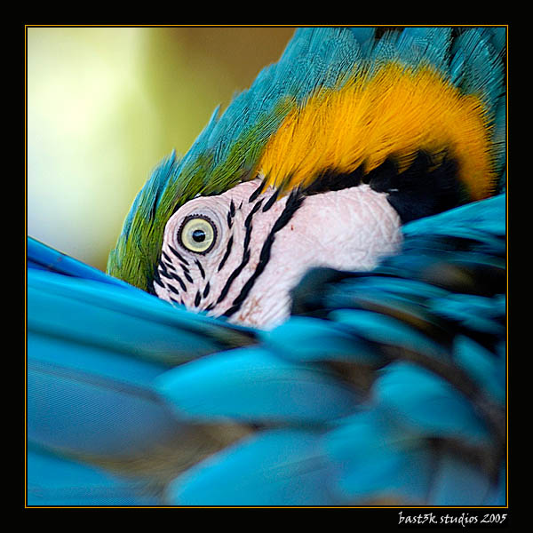 Parrot&#039s Eye