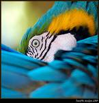 Parrot&#039s Eye