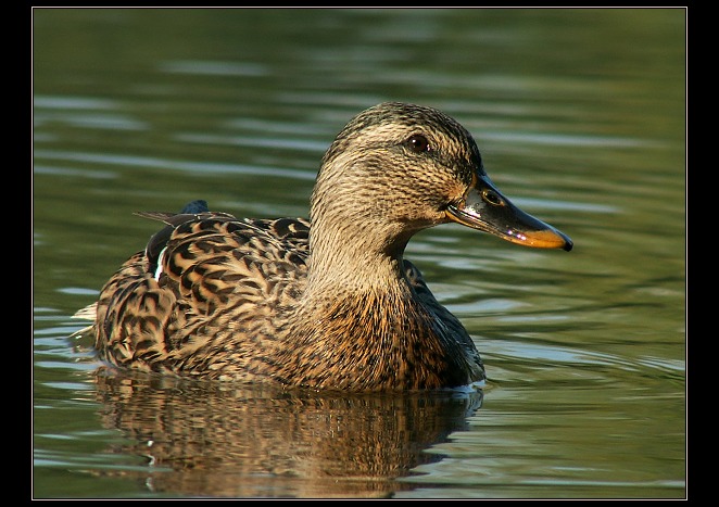 ** Anas platyrhynchos **