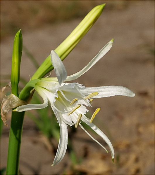 34-HYMENOCALLIS ismena