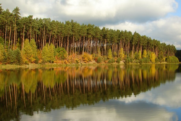 Gołąbek