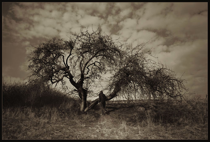 L&#039arbre et sa sagesse